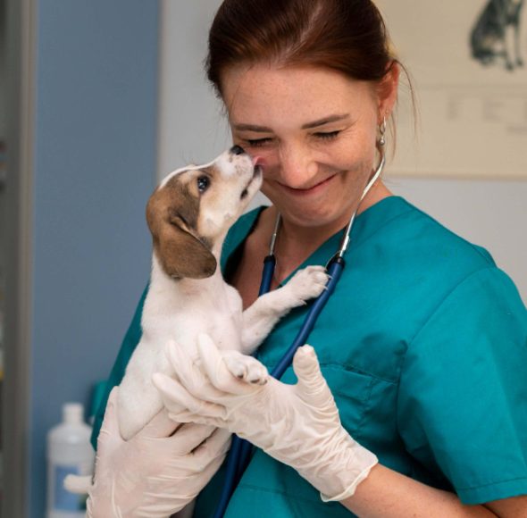 Dr. Katona Ramóna vezető állatorvos